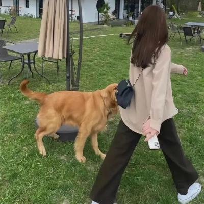 屠龙者的黎明